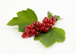 火红醋栗浆果图片