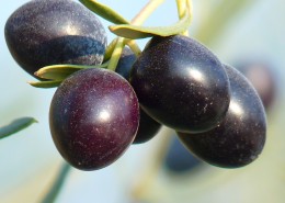 成熟橄榄果图片