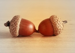 橡子坚果图片大全