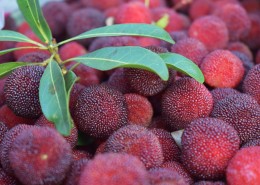 红色新鲜的杨梅图片