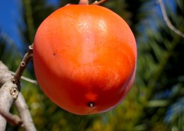 火红的柿子图片