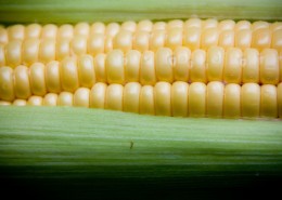 金黄的玉米图片大全