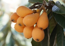 黄色的枇杷图片大全