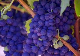 新鲜好吃的葡萄图片