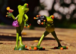 拿着相机拍照的青蛙玩具图片大全