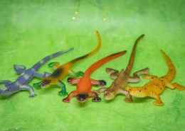 蜥蜴模型图片大全