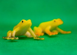 迷你青蛙玩具图片