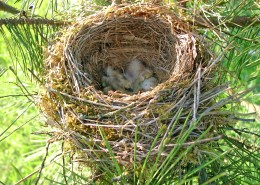 各种各样的鸟窝图片