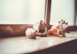 好看的贝壳图片大全