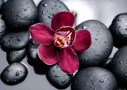 花朵和spa鹅卵石图片