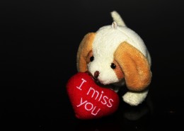 狗狗毛绒玩具图片