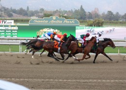 激烈的赛马比赛图片大全