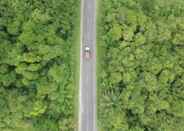 树林里的公路图片大全