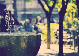 美丽的街景喷泉图片