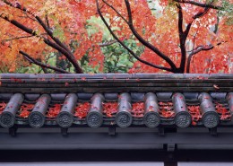 日式庭院和枫叶图片