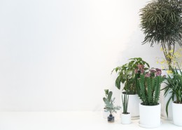 公司前台绿叶植物摆放装饰图片