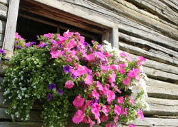 植物装饰的窗户图片