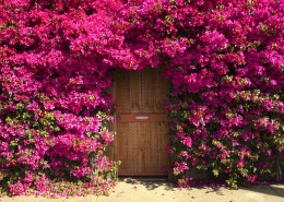 全世界各种有特色有爱的门图片