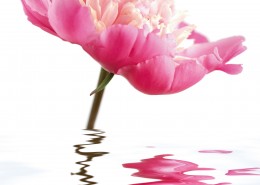 高清花朵家居三联画图片