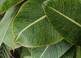 绿叶背景素材图片