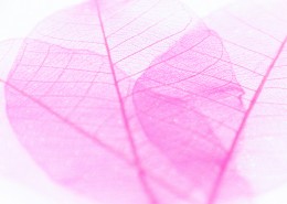 玫红色叶子素材图片