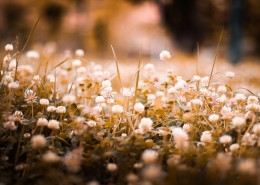 复古色调的植物背景素材图片