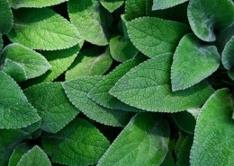 层叠的绿叶背景素材图片