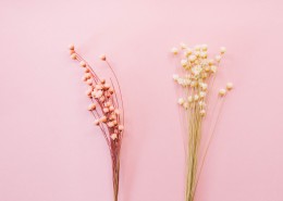 文艺小清新干花背景图片