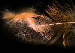 漂亮的羽毛图片大全