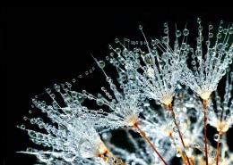 晶莹的水滴设计素材图片