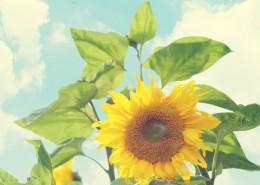 唯美向日葵背景图片大全