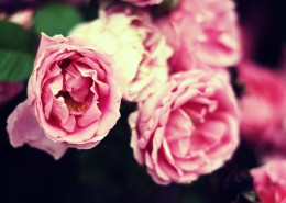 梦幻清新粉色花朵图片