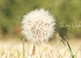 唯美蒲公英背景图片