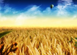 唯美麦田背景图片大全