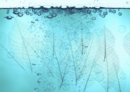 气泡和树叶图片