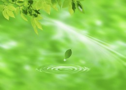 绿叶和晶莹水滴图片