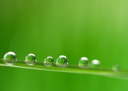 晶莹水珠图片大全