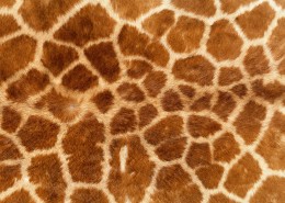 动物皮毛纹理图片