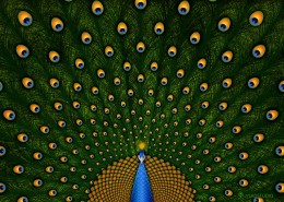 Vladstudio设计图片