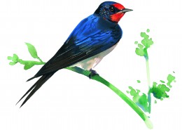 彩绘各种鸟类图片大全