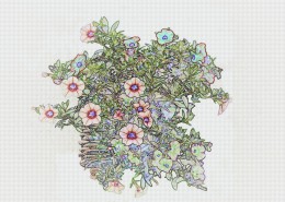 彩色素描花卉图片