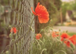 铁丝网创意摄影图片