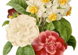 国外手绘植物花朵大全图片