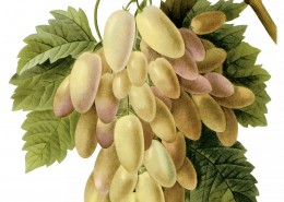 国外大师手绘水果图片