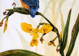 欧洲动物花鸟画图片大全