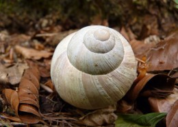 坚硬的蜗牛壳图片