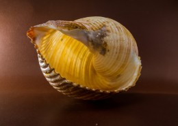 空空的蜗牛壳图片