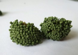 新鲜三七花图片大全