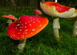 有毒的蘑菇图片大全