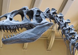 古老的恐龙化石图片大全